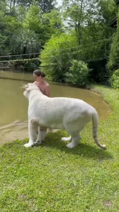 ? Meet Ram, a 7-yo snow white Bengal tiger