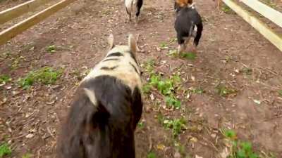 'THE WOOD' Trailer - New PIG Racing Racetrack ???