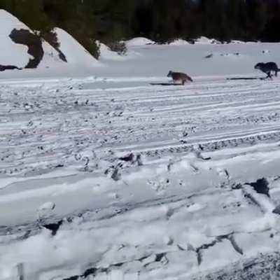 ? Wolf chasing a coyote past a group of ice fishermen ?