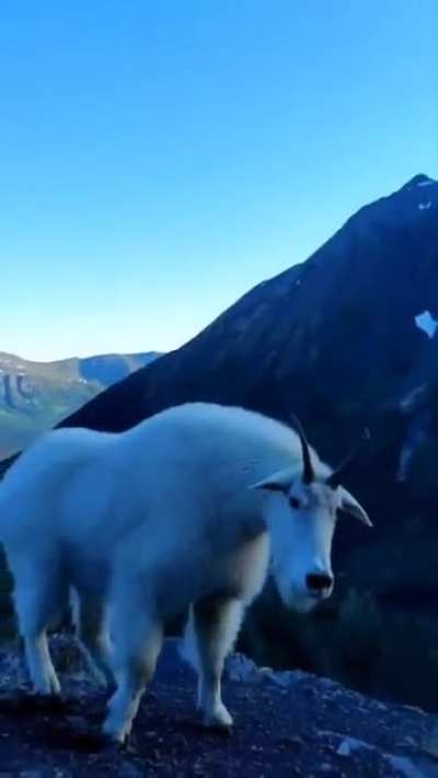 ? This strong looking mountain goat.
