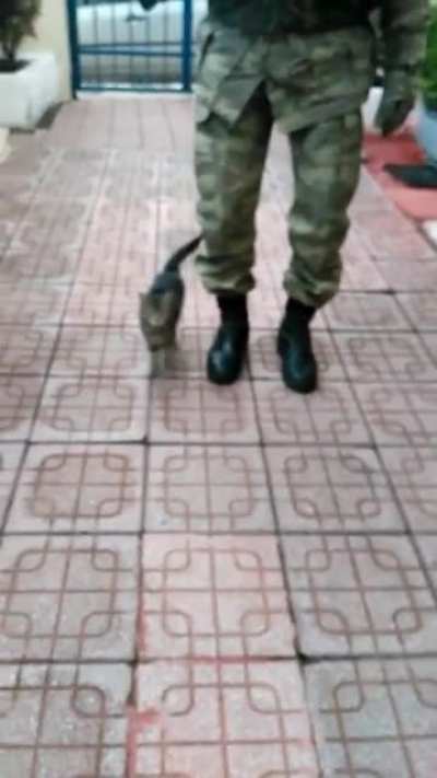 This kitten born and raised on a Turkish military base ‘marches’ with the soldiers!