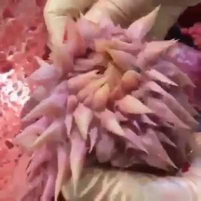 The inside of a turtles throat aka Satan's fleshlight