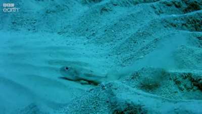 how puffer fish attract females