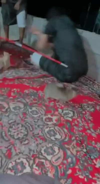WCGW trying to be friendly with animals