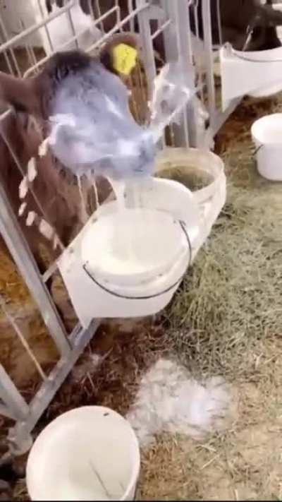 To drink milk