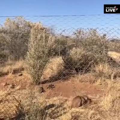 ? Caracal Cat Jumping