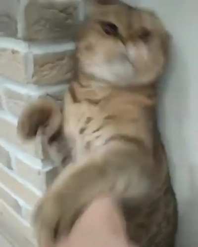 HMC Don’t mess with Cat Lee!! ??