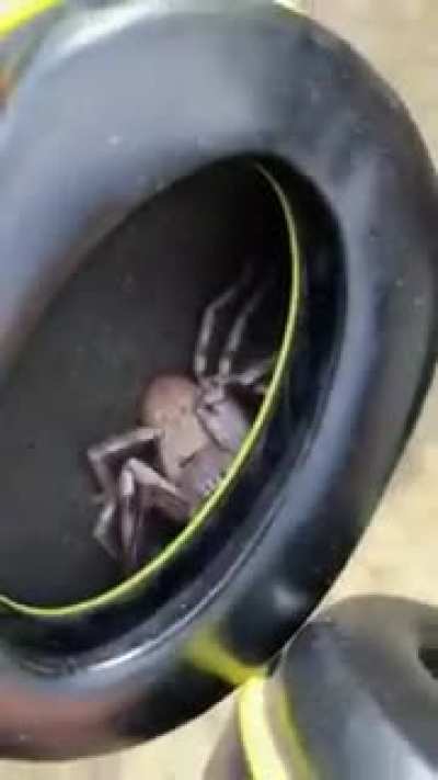 "I felt something tickling my ear"