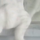 To stop the cat