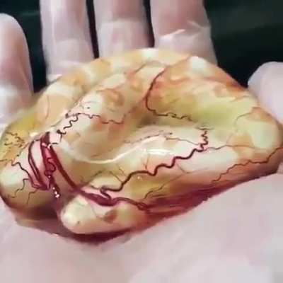 ? A constrictor boa still in its amniotic sac