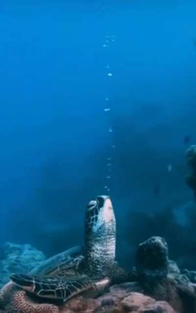 ?Turtle sleeping underwater.