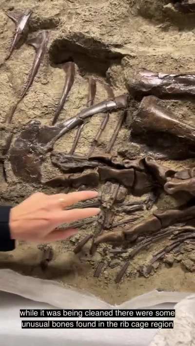First stomach contents of a Tyrannosaur Dinosaur ever discovered.