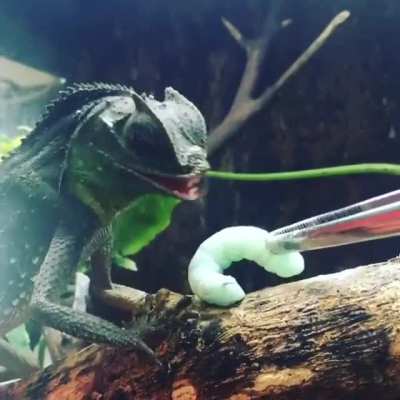 ? Hump-nosed Lizard (Lyriocephalus) have movable lips. Unlike basically every other reptile.
