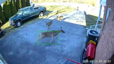 Deer being derps