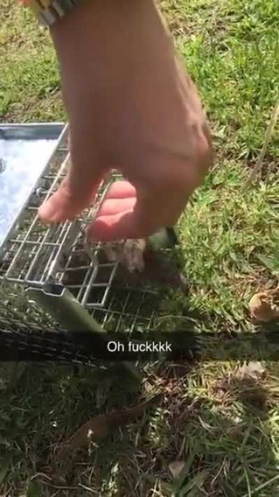 bye bye ratatouille