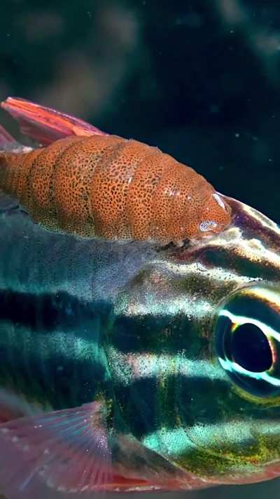 ?A Sydney Cardinalfish (Ostorhinchus limenus) with a parasitic isopod (Cymothoid sp.) attached to its head