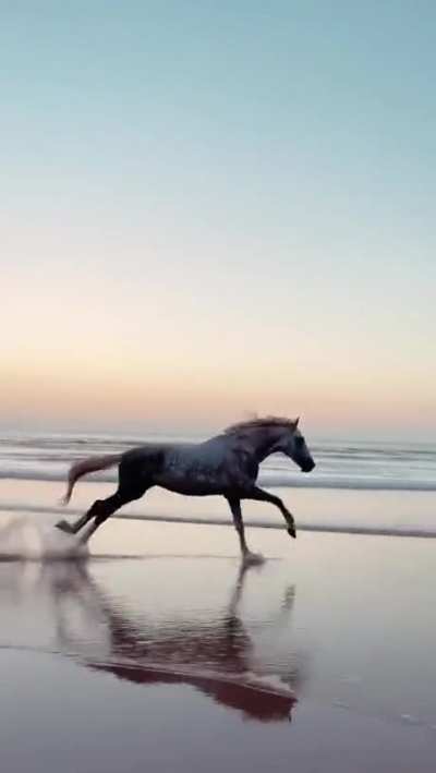 ? Horse is excited to be running along a beach