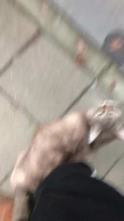 It's impossible not to pet her! ?