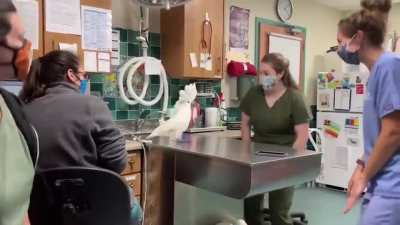 Joyful Parrot dancing with veterinarians!