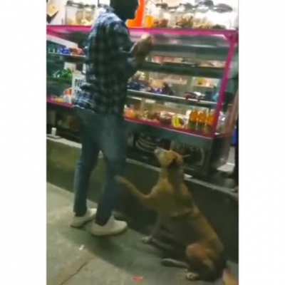 Feeding stray dogs