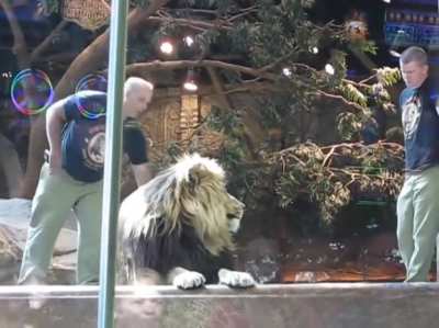Lioness tries her best in calming a Lion from attacking a zookeeper who was making eye contact with the Lion
