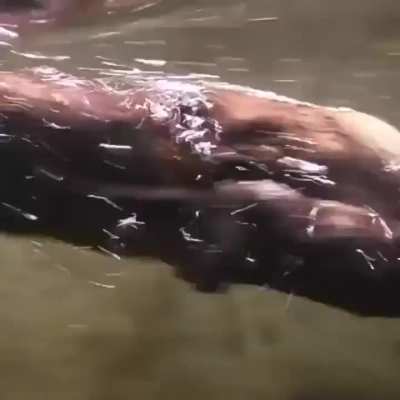 ? River otters get swim lessons from mom. Nellie and Tucker, a pair of North American river otters born at the Oregon Zoo , have begun taking their first dips, but not without a lot of help from their mom, Tilly. River otters need to learn how to swim jus