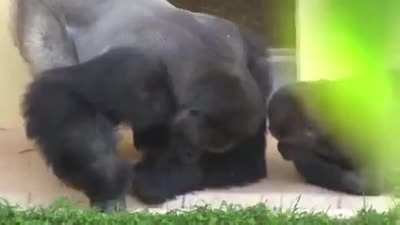 Gorilla and his cub are examining a caterpillar