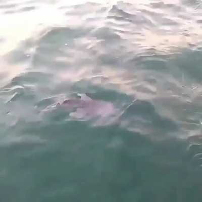 ? A baby whale shark getting rescued from a fishing net ?