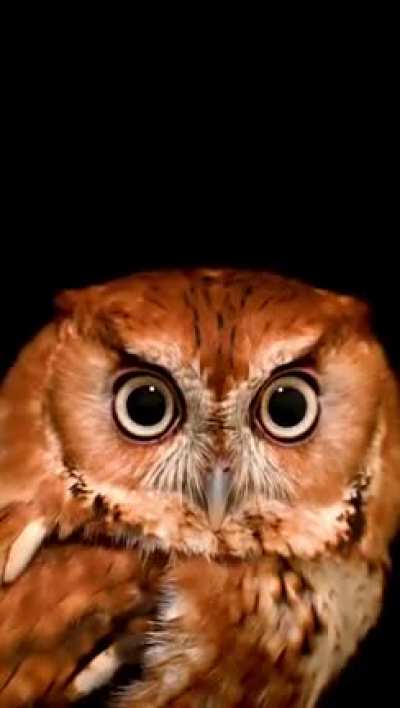 ?Megascops asio (Eastern screech owl)