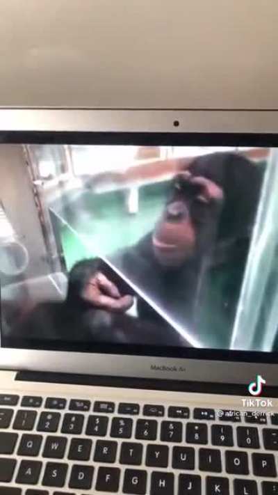 Chimpanzee is able to memorize numbers instantly