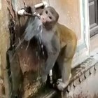 Monkey closing the tap after drinking water