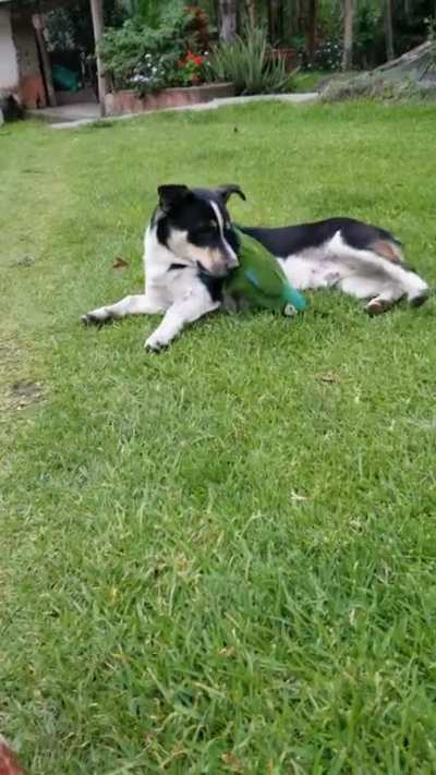 Puppy &amp; parrot playing