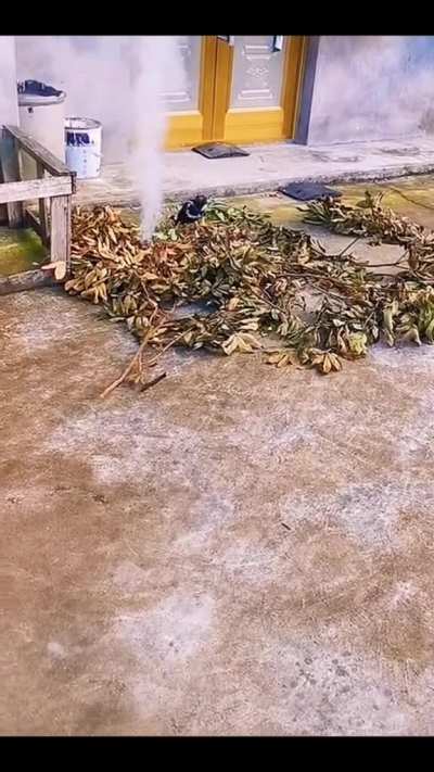 A magpie takes out a fire