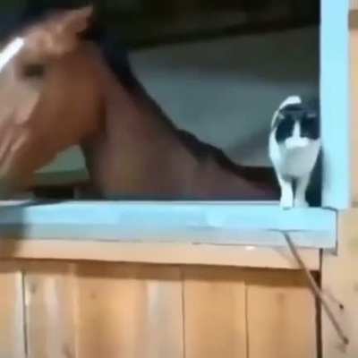 One minute of silence for the cat