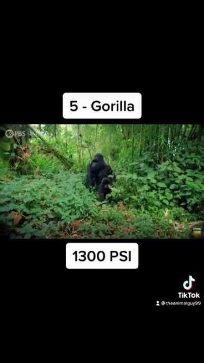 10 most powerful bites in the animal kingdom!
