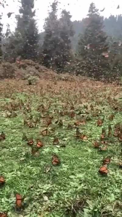 Migration ???