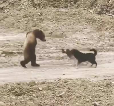 ? Dogs ? team up to remove a bear ? from their territory.