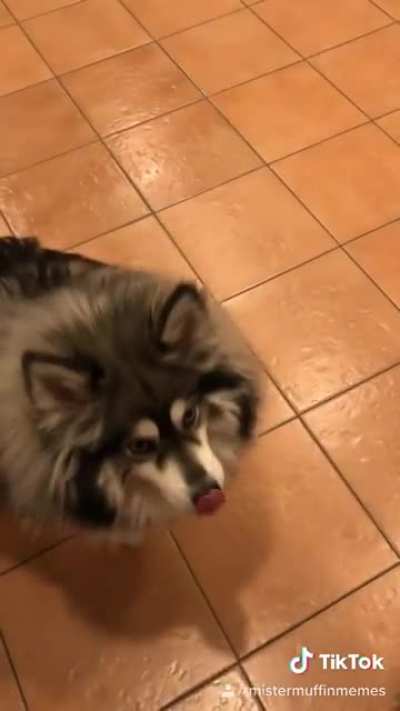 He’s the best boi