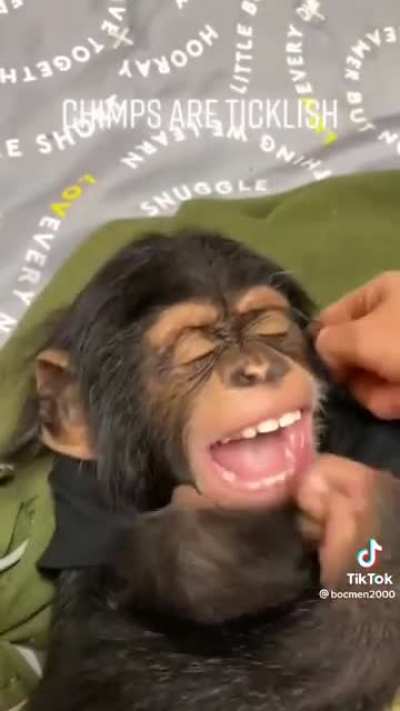 Chimps are ticklish