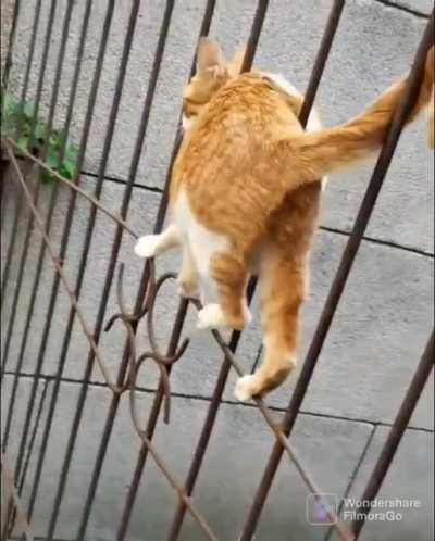 Can hooman do dis?