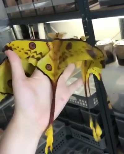 ? Lunar moths