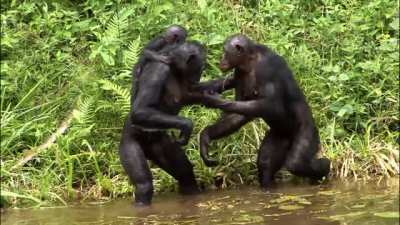 ? Greeting the Bonobo baby