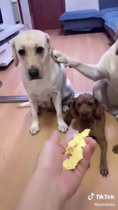 Snitch dog ?