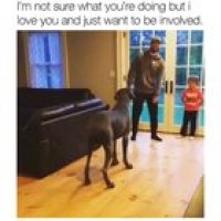 This dog attempt in lunging...