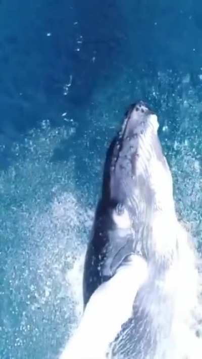? Humpback whale breaching spectacularly