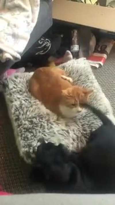 ? ? ? ?