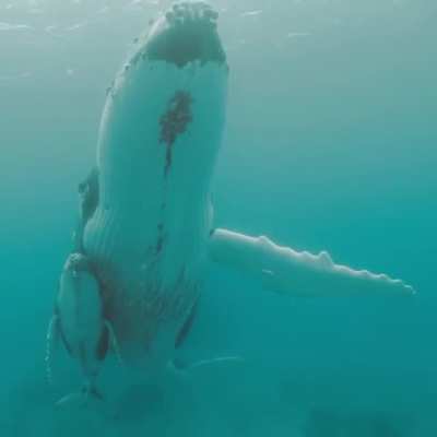 ? Mom and baby humpback whales