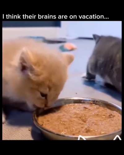 Error 404: brain unavailable