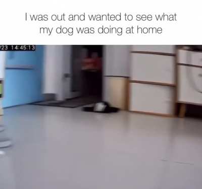 sussy dog