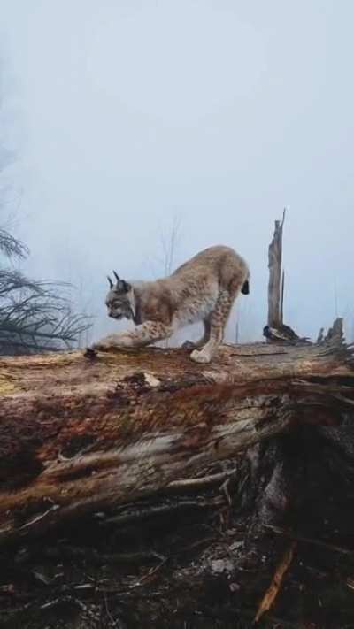 Lynx - The "shadow of the forest"
